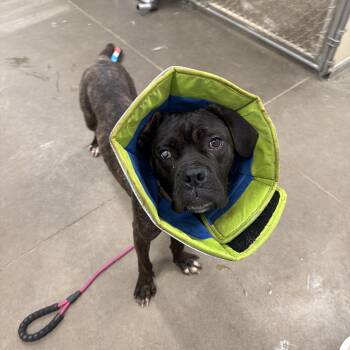 Oliver (Ollie) -  Boxer Dog for Adoption in Atglen, Pennsylvania - Oliver (Ollie) | PetCurious
