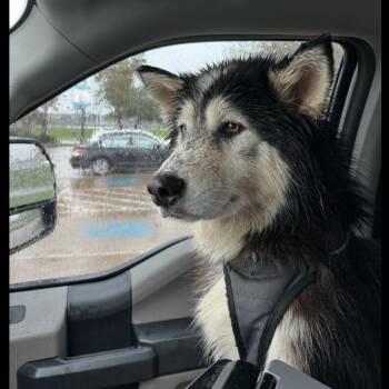 Siberian Husky Dogs Available for Adoption - Hawthorn | PetCurious