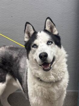 BOOM -  Siberian Husky Dog for Adoption in Las Vegas, Nevada - BOOM | PetCurious