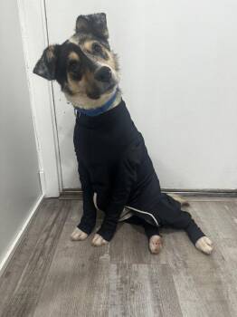 Collie and Australian Shepherd Dogs Available for Adoption in Fort Lupton, Colorado - Lhandi | PetCurious