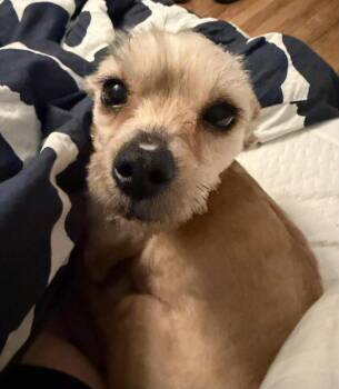 Yorkshire Terrier and Shih Tzu Dogs Available for Adoption - Lenny | PetCurious