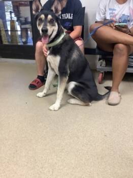 Rescue Husky and Mixed Breed Dogs for Adoption in Fort Worth, Texas - 59800328 | PetCurious