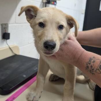 Yellow Labrador Retriever and Mixed Breed Dogs Available for Adoption in Ardmore, Oklahoma - Marigold | PetCurious