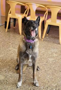 Bennie -  Belgian Shepherd Malinois Dog for Adoption in Pasadena, California - Bennie | PetCurious