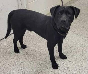 Ollie -  Mixed Breed Dog for Adoption in Kansas City, Missouri - Ollie | PetCurious