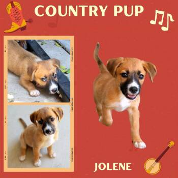 Jolene (Puppy) -  Hound Dog for Adoption in Lindsay, California - Jolene (Puppy) | PetCurious