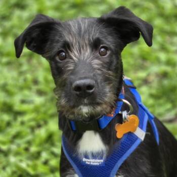 Terrier and Mixed Breed Dogs Available for Adoption in Normal, Illinois - Sirius | PetCurious