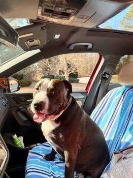 MidKnight -  Pit Bull Terrier and Mixed Breed Dog for Adoption in Atlanta, Georgia - MidKnight | PetCurious