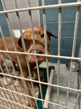 Winona -  Weimaraner Dog for Adoption in Plymouth, Connecticut - Winona | PetCurious