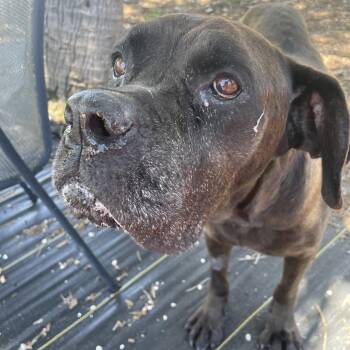 Patricia -  Mixed Breed Dog for Adoption in West Palm Beach, Florida - Patricia | PetCurious
