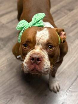 Ms. Peggy -  American Bulldog and Mixed Breed Dog for Adoption in Fort Collins, Colorado - Ms. Peggy | PetCurious