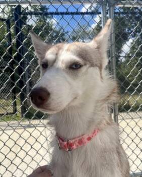 Rescue Husky Dogs for Adoption in Annapolis, Maryland - Anya | PetCurious