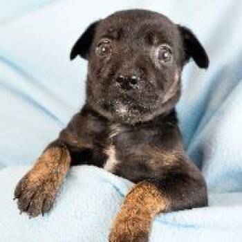 Suki -  Shepherd and Mixed Breed Dog for Adoption in Minneapolis, Minnesota - Suki | PetCurious