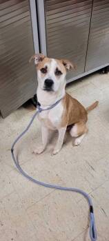 Rescue Pit Bull Terrier and Mixed Breed Dogs for Adoption in Chillicothe, Ohio - Frogger | PetCurious