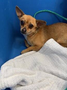 Mixed Breed Dogs Available for Adoption - PETER PAN | PetCurious