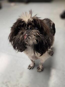 Roy -  Shih Tzu and Mixed Breed Dog for Adoption in Westland, Michigan - Roy | PetCurious
