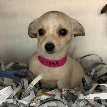 Chihuahua and Mixed Breed Dogs Available for Adoption in Lakeland, Florida - Hannah | PetCurious