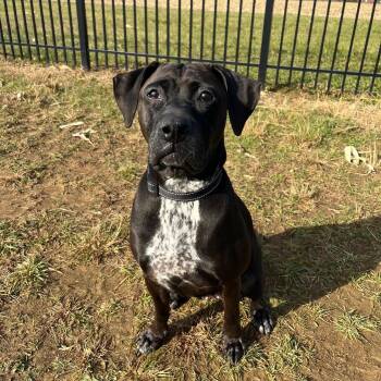 Rescue Labrador Retriever and Terrier Dogs for Adoption in West Jefferson, Ohio - Judy | PetCurious