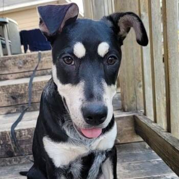Riley SH -  Shepherd and Mixed Breed Dog for Adoption in Austin, Texas - Riley SH | PetCurious