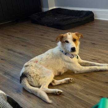 Magnolia -  Mixed Breed Dog for Adoption in Buffalo, Minnesota - Magnolia | PetCurious