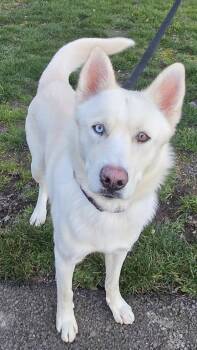 Shepherd and Siberian Husky Dogs Available for Adoption - Stratus | PetCurious