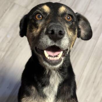 Maggie Alabama -  German Shorthaired Pointer and Australian Kelpie Dog for Adoption in Cumming, Georgia - Maggie Alabama | PetCurious