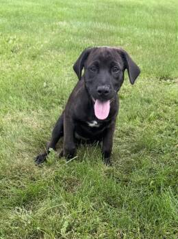 Ember Sunvale -  Rottweiler and Great Pyrenees Dog for Adoption in Waunakee, Wisconsin - Ember Sunvale | PetCurious