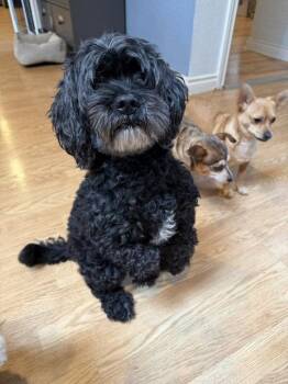 Benz -  Cocker Spaniel Dog for Adoption in Seattle, Washington - Benz | PetCurious