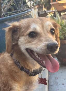 Rescue Dachshund Dogs for Adoption in Portland, Oregon - Hanna | PetCurious