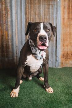Rescue Pit Bull Terrier Dogs for Adoption in Lubbock, Texas - Domino | PetCurious