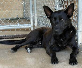 MAX -  Dutch Shepherd Dog for Adoption in Newborn, Georgia - MAX | PetCurious
