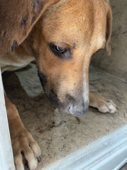 Rescue Mixed Breed Dogs for Adoption in West Palm Beach, Florida - SHAY | PetCurious