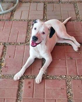 Rescue Hound Dogs for Adoption in Falmouth, Maine - BECK - Easy-going, Gentle Soul | PetCurious