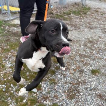 Mixed Breed Dogs Available for Adoption - Nico | PetCurious