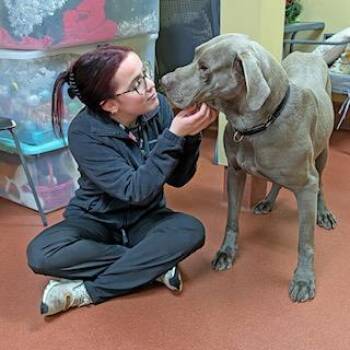 Great Dane Dogs Available for Adoption - Fenny  | PetCurious