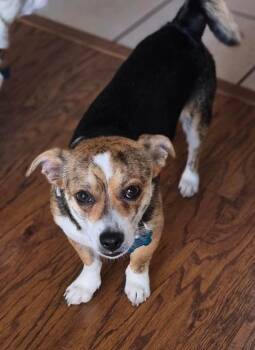Sampson -  Chihuahua Dog for Adoption in New Bern, North Carolina - Sampson | PetCurious