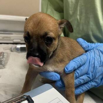 Anchovy -  Chihuahua and Terrier Dog for Adoption in Tempe, Arizona - Anchovy | PetCurious
