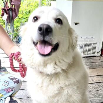Artemis -  Golden Retriever and Great Pyrenees Dog for Adoption in Andover, Massachusetts - Artemis | PetCurious