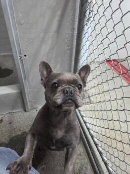 Madame -  French Bulldog Dog for Adoption in Brookings, Oregon - Madame | PetCurious
