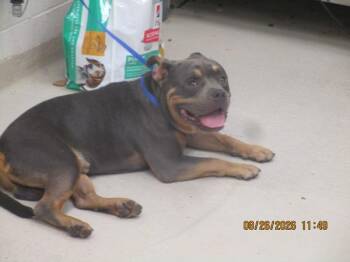 Billy(882) -  Pit Bull Terrier Dog for Adoption in Marietta, Georgia - Billy(882) | PetCurious