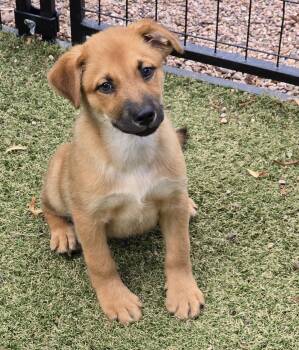 Rusty -  German Shepherd Dog and Labrador Retriever Dog for Adoption in Apache Junction, Arizona - Rusty | PetCurious