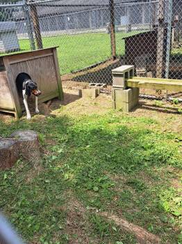Edward -  Coonhound Dog for Adoption in Murray, Kentucky - Edward | PetCurious
