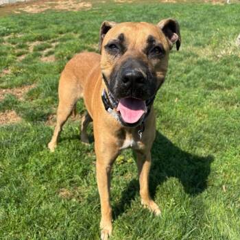 Rescue Mixed Breed Dogs for Adoption in Medford, Oregon - Zeke | PetCurious