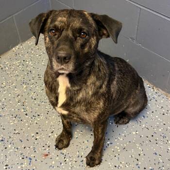 TUSC-Stray-85906 -  Pit Bull Terrier and Mixed Breed Dog for Adoption in Tuscaloosa, Alabama - TUSC-Stray-85906 | PetCurious