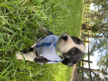 Rescue Terrier Dogs for Adoption in Winnie, Texas - Skittles | PetCurious