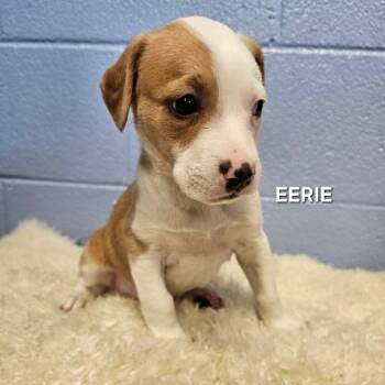 Rat Terrier and Beagle Dogs Available for Adoption - Eerie | PetCurious