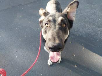 Rescue German Shepherd Dog Dogs for Adoption in Antioch, California - HANUMAN | PetCurious