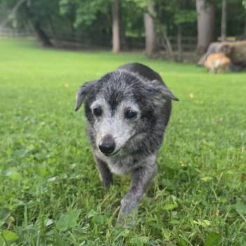 Mabel -  Chihuahua Dog for Adoption in Baldwin, Maryland - Mabel | PetCurious