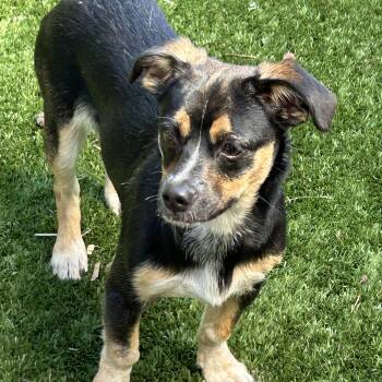 Chihuahua Dogs Available for Adoption in Sarasota, Florida - Milo Lee Chi | PetCurious