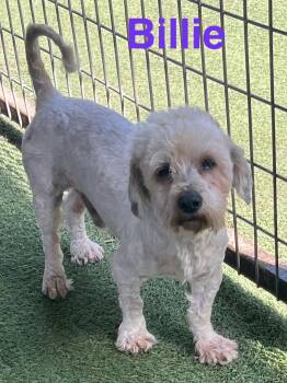 Maltese and Poodle Dogs Available for Adoption - Billie | PetCurious